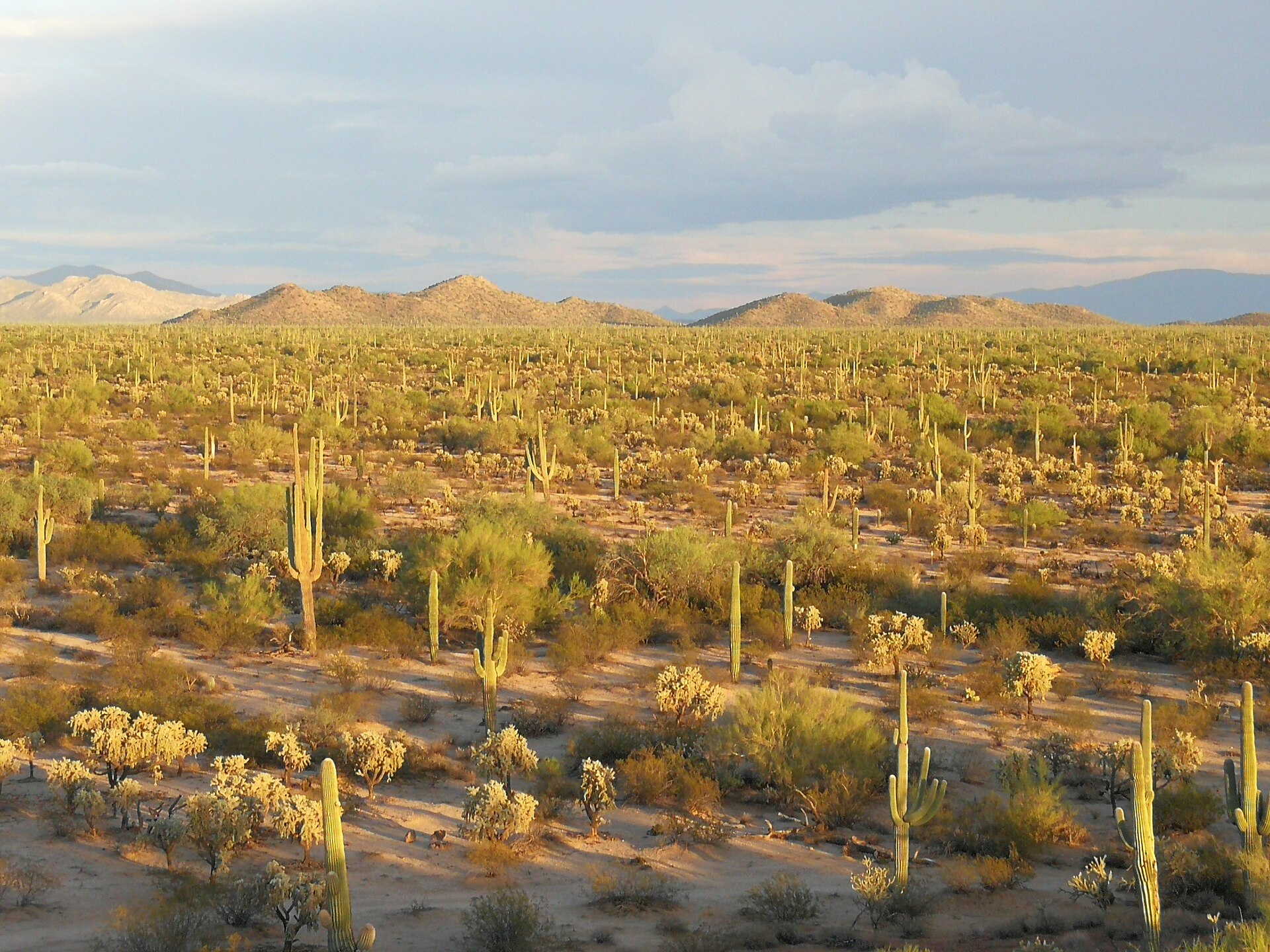 Sonoran Desert sunset near Florence Arizona