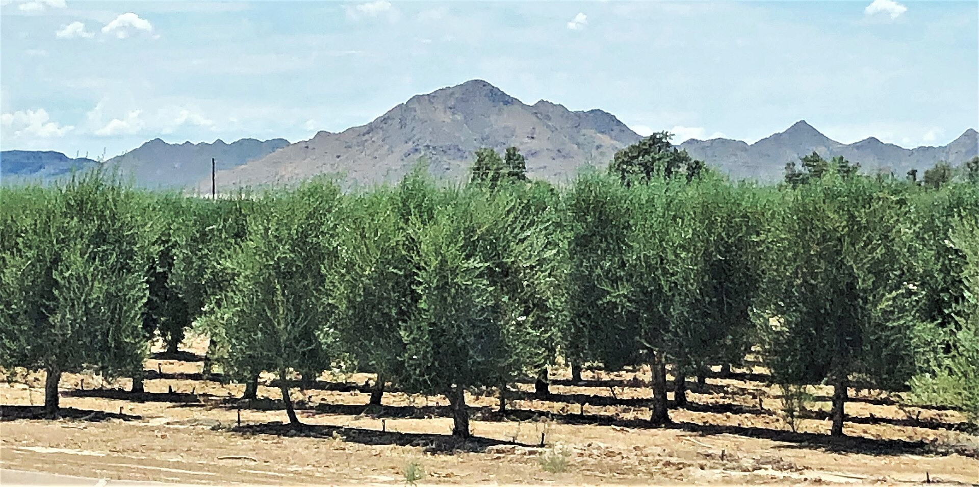 Olive grove at Queen Creek Olive Mill in Arizona