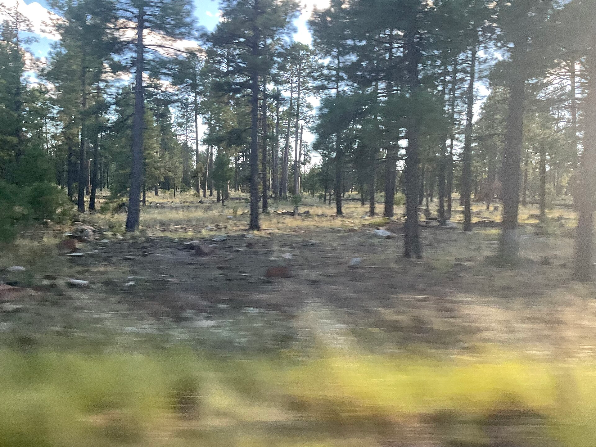 Forest near Payson Arizona