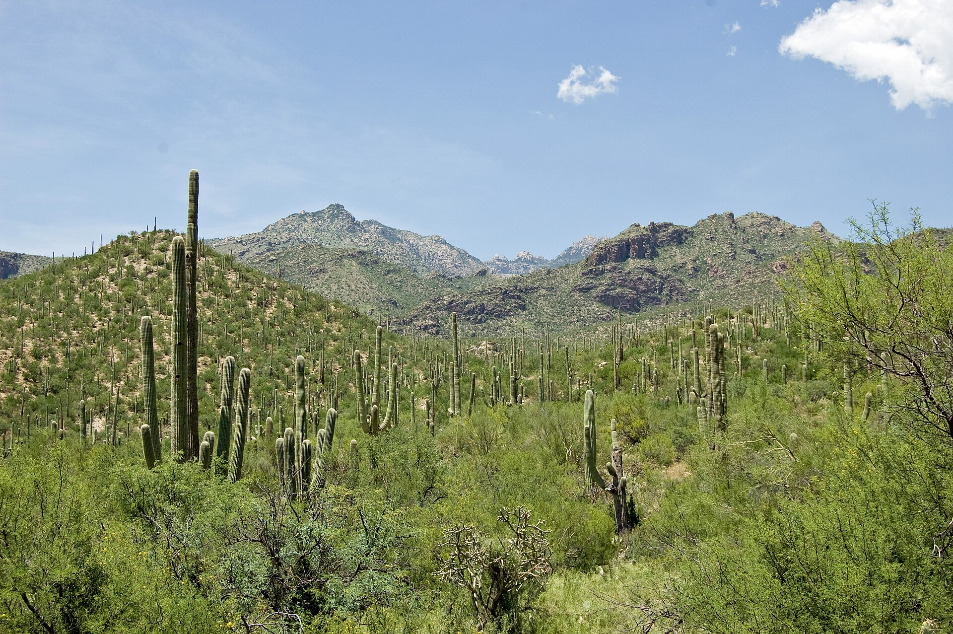 Sabino Canyon in the Santa Catalina Mountains near Tucson Arizona