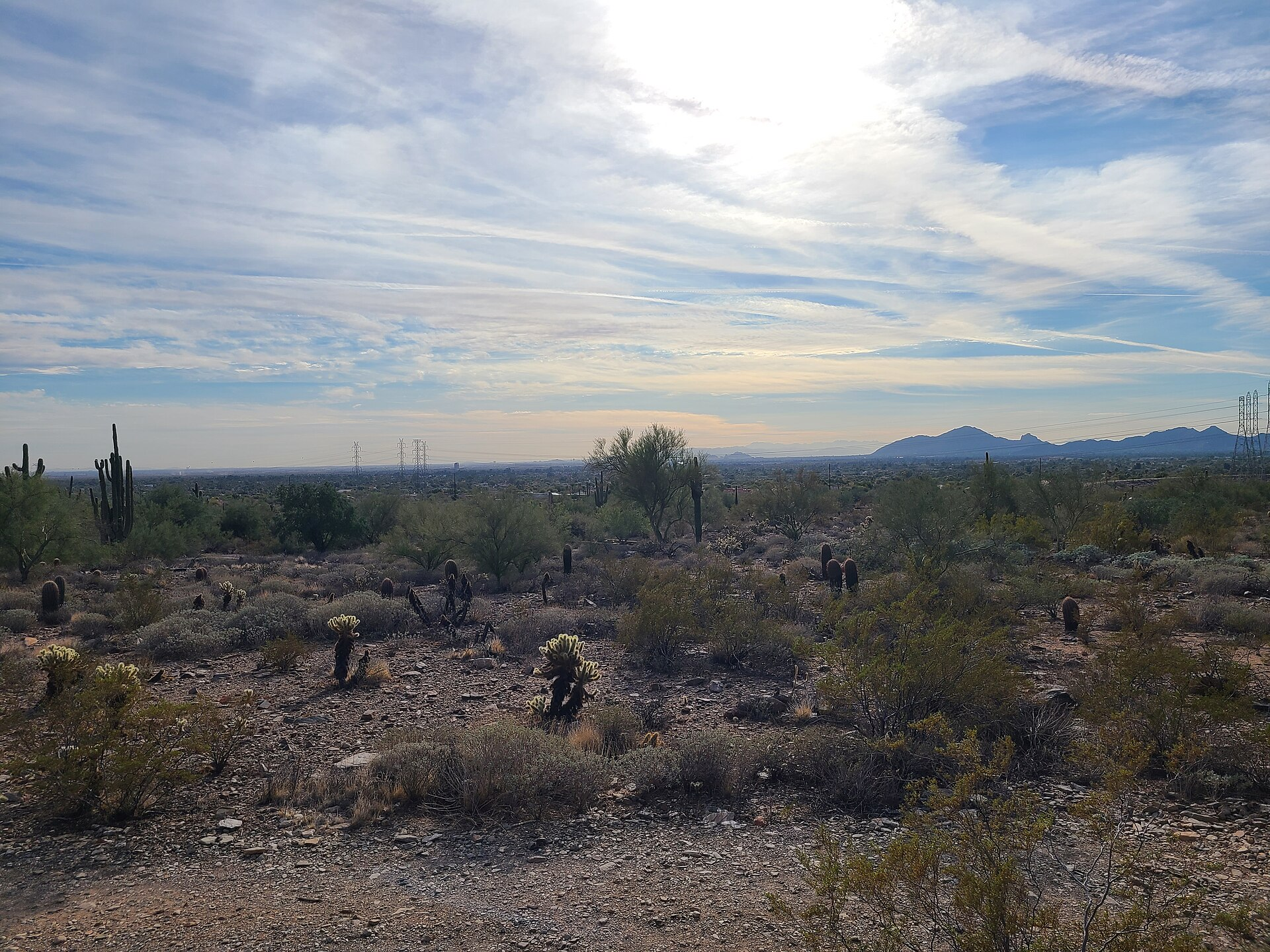 Sonoran Desert landscape in Scottsdale Arizona